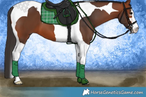 Horse Color:Bay Tobiano 