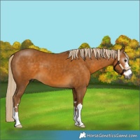 Horse Color:Gray Palomino 