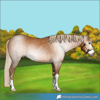 Horse Color:Gray Palomino 