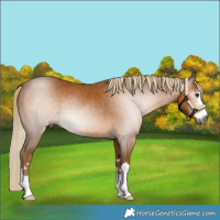 Horse Color:Gray Palomino 