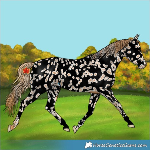 Horse Color:Chestnut Appaloosa Rabicano 