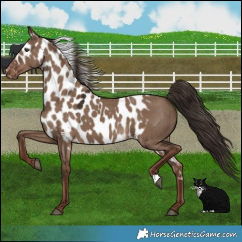 Horse Color:Liver Red Dun Skewed Appaloosa 