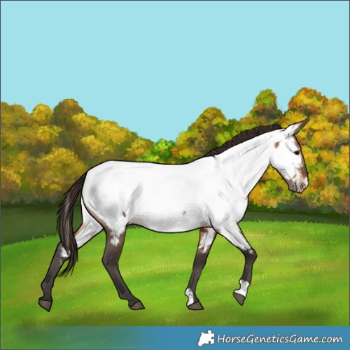 Horse Color:Bay Dun Appaloosa Brindle 