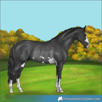 Horse Color:Black Rabicano 
