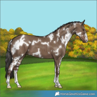 Horse Color:White Spotted Liver Red Dun