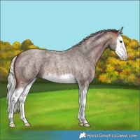 Horse Color:Silver Brown Roan Splash 