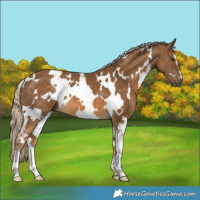 Horse Color:White Spotted Chocolate Palomino 