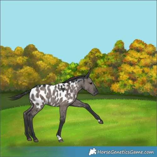 Horse Color:Grullo Appaloosa Brindle 