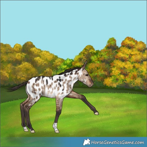 Horse Color:Bay Dun Appaloosa Rabicano Brindle 