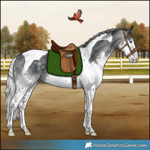 Horse Color:Silver Black Chinchilla Splash Tobiano Rabicano 