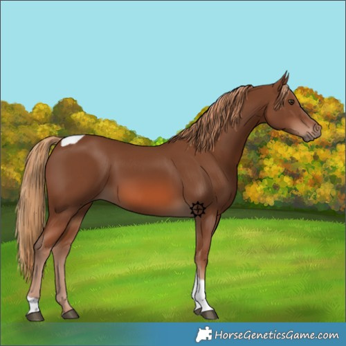 Horse Color:Chestnut Tobiano