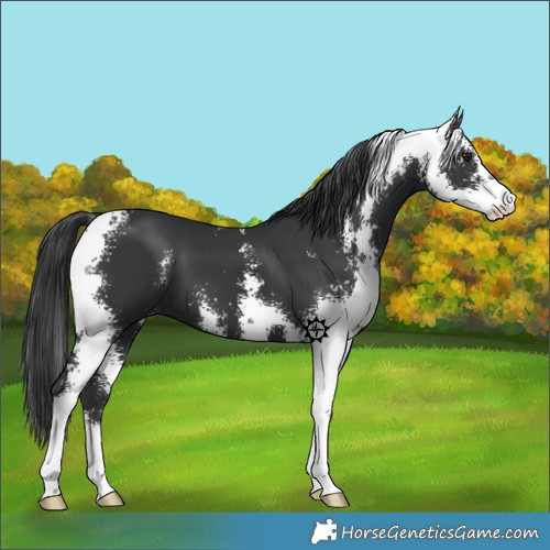 Horse Color:Black Sabino