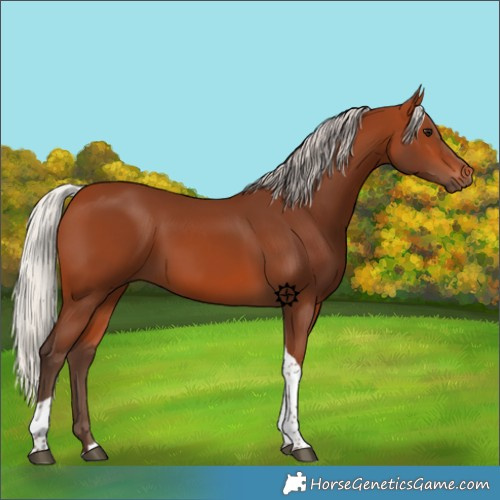 Horse Color:Silver Bay Tobiano 