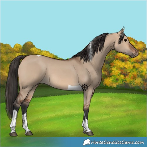 Horse Color:Bay Dun Tobiano 