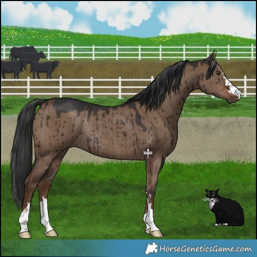 Horse Color:Liver Red Dun Rabicano Brindle 