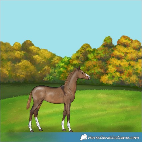 Horse Color:Gray Liver Red Dun Rabicano