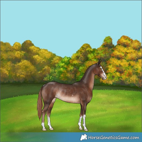 Horse Color:Liver Chestnut Rabicano 