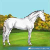 Horse Color:White Spotted Chestnut Sabino Splash Blanket Rabicano 