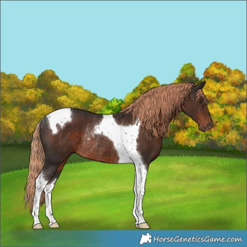 Horse Color:Liver Chestnut Tobiano Rabicano 