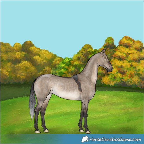 Horse Color:Brown Dun Rabicano 