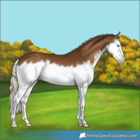 Horse Color:Chocolate Palomino Splash 