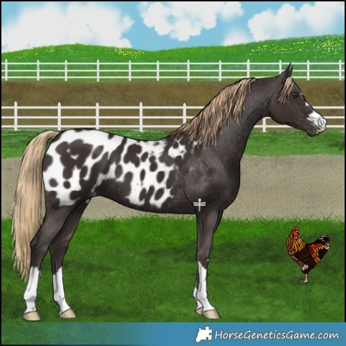 Horse Color:Liver Chestnut Blanket 