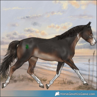 Horse Color:White Spotted Liver Chestnut Tobiano