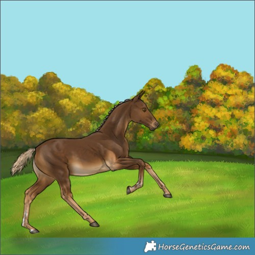 Horse Color:Chocolate Palomino 