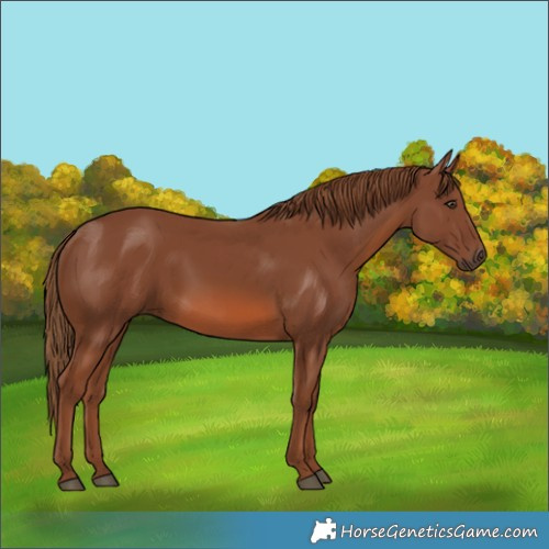 Horse Color:Chestnut 