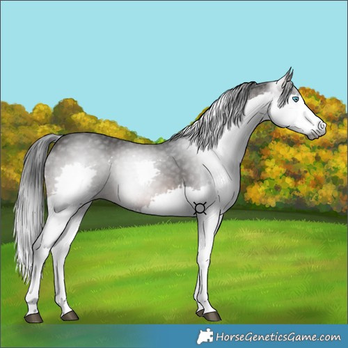 Horse Color:Gray Bay Splash