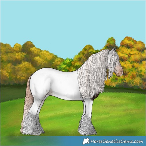 Horse Color:Liver Chestnut Tobiano Appaloosa 