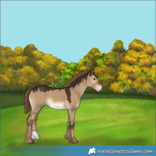 Horse Color:Gray Liver Red Dun