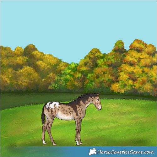 Horse Color:Gray Liver Red Dun Appaloosa Brindle 
