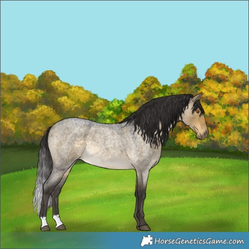 Horse Color:Buckskin Roan Dun Rabicano