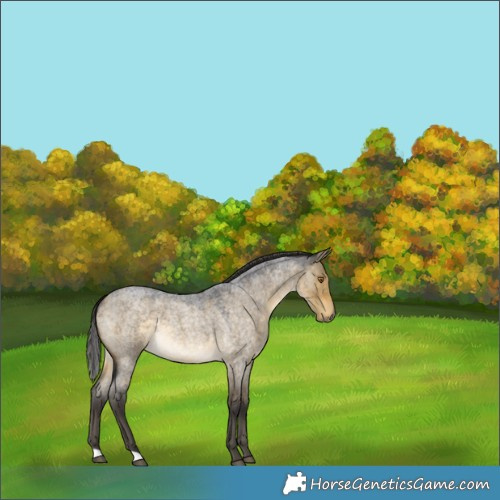 Horse Color:Buckskin Roan Dun Rabicano