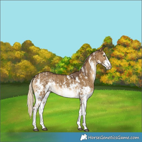 Horse Color:Chocolate Palomino Dun Sabino Brindle 