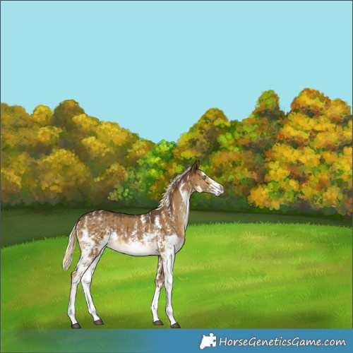 Horse Color:Chocolate Palomino Dun Sabino Brindle