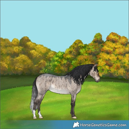 Horse Color:Brown Roan Dun Brindle