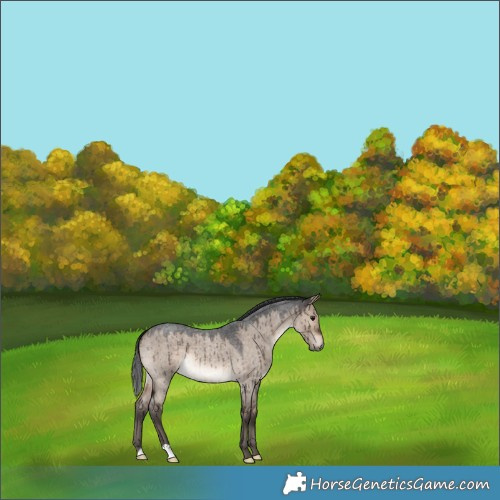 Horse Color:Brown Roan Dun Brindle 