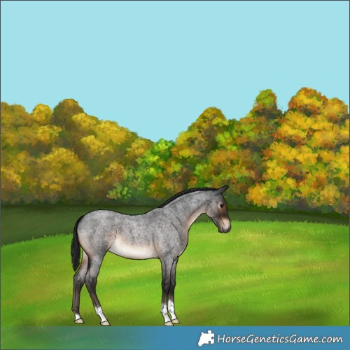 Horse Color:Gray Brown Roan 