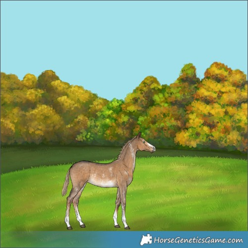 Horse Color:Gray Chocolate Palomino Dun Sabino Rabicano Brindle