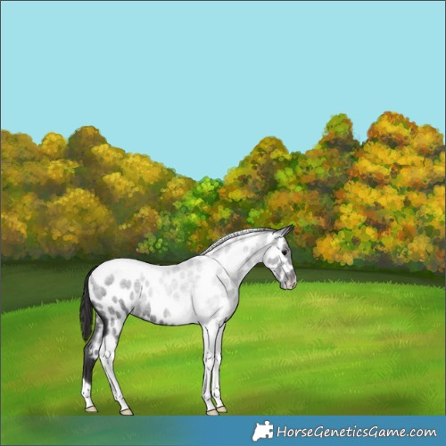 Horse Color:Smoky Blue Roan Tobiano Appaloosa