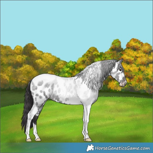Horse Color:Smoky Blue Roan Tobiano Appaloosa 