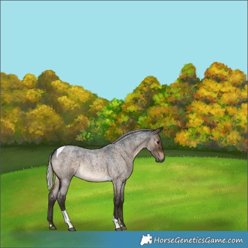 Horse Color:Gray Silver Brown Roan Dun Tobiano Rabicano Brindle
