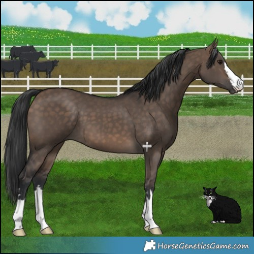 Horse Color:Brown Dun 
