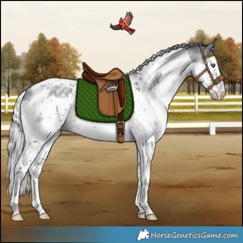 Horse Color:Silver Black Chinchilla Splash Tobiano Rabicano 