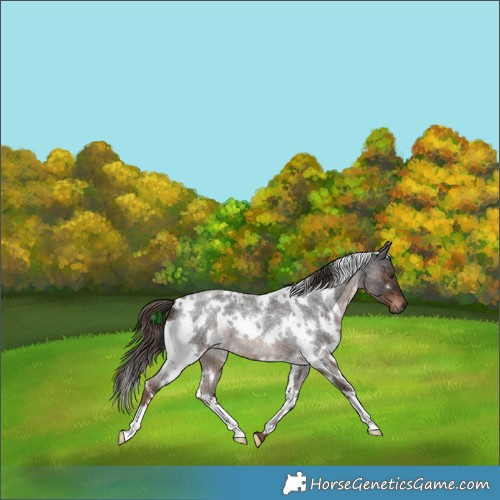 Horse Color:White Spotted Liver Red Roan 