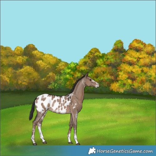 Horse Color:Liver Red Dun Sabino Appaloosa Rabicano