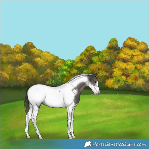 Horse Color:Smoky Black Tobiano Frame