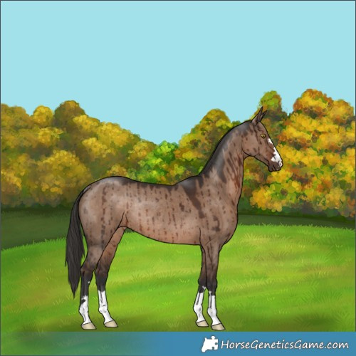 Horse Color:Liver Red Dun Rabicano Brindle 